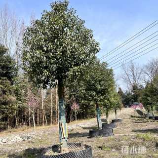 12公分香樟