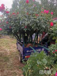 高度150厘米高杆月季