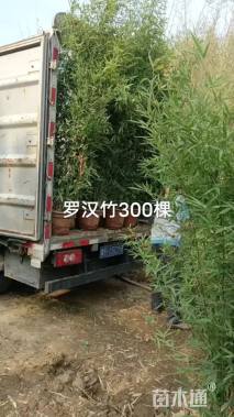 大杯苗罗汉竹