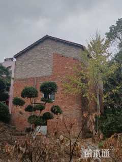 30公分柞树