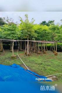 10公分黄花梨