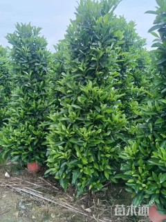 高度150厘米非洲茉莉