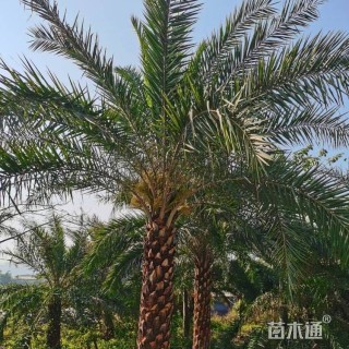 裸干高250厘米中东海枣
