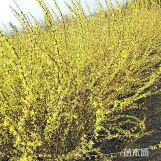 高度180厘米连翘