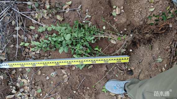 高度40厘米卫矛小苗