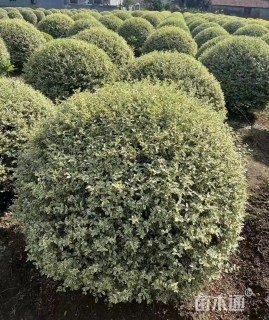 冠幅100厘米银姬小蜡球