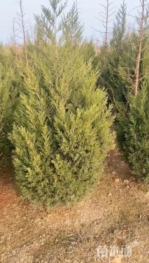 高度150厘米塔柏