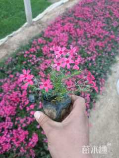 高度12厘米丛生福禄考