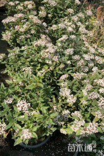 高度25厘米欧洲荚蒾