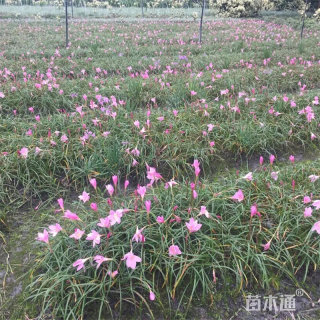 高度15厘米红花韭兰