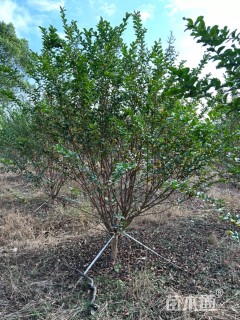高度350厘米丛生紫薇