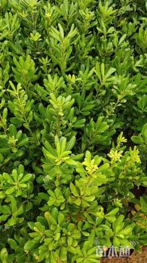 高度30厘米海桐