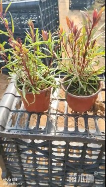 高度15厘米山桃草