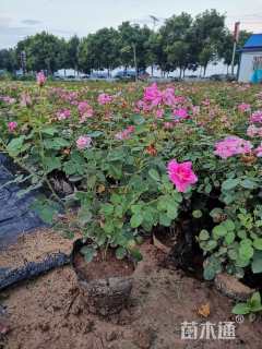 高度35厘米月季