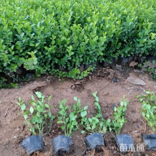 30厘米小叶扶芳藤苗