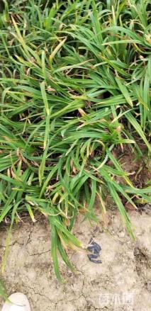 高度25厘米金娃娃萱草