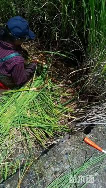 高度40厘米茭笋