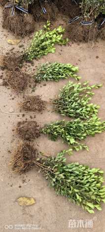 高度40厘米瓜子黄杨小苗