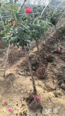 高度150厘米月季