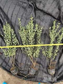 高度50厘米银姬小蜡