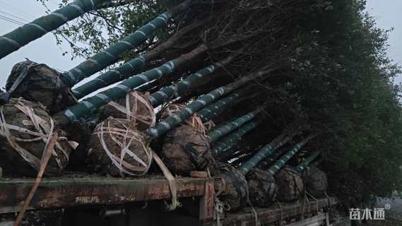 10公分弗吉尼亚栎