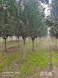 11公分西府海棠