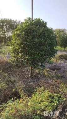6公分桂花