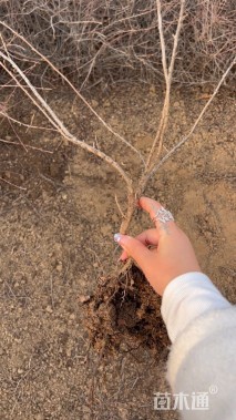 高度40厘米平枝栒子