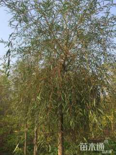 10公分金丝垂柳