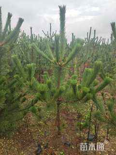 高度60厘米黑松小苗