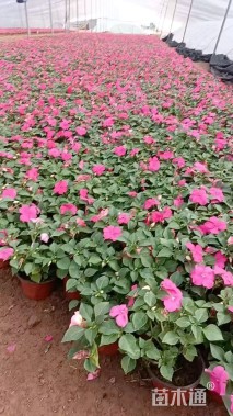 高度20厘米非洲凤仙