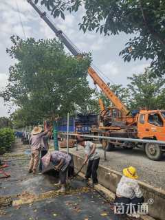 10公分染井吉野樱