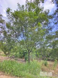12公分国槐