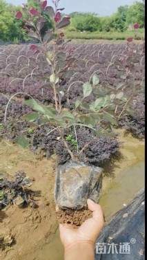 高度30厘米红花继木