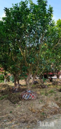 冠幅400厘米丛生胡柚