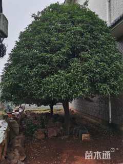 19公分桂花