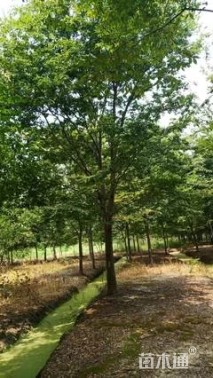 18公分榉树