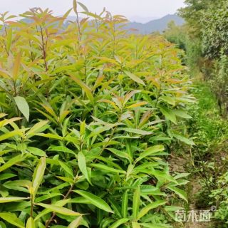 高度80厘米木荷小苗