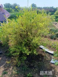 高度90厘米珍珠绣线菊