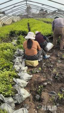 高度50厘米金叶女贞