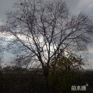 80公分乌桕