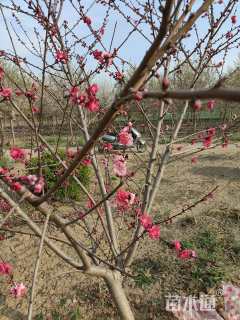 10公分红叶碧桃