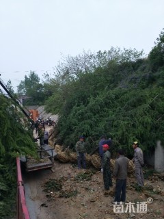 高度400厘米雪松