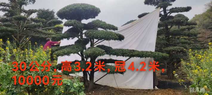 移栽苗造型罗汉松