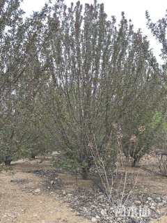 高度400厘米丛生海棠