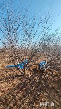 高度300厘米丛生榆叶梅