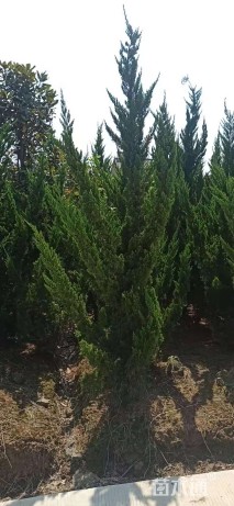 高度300厘米龙柏柱