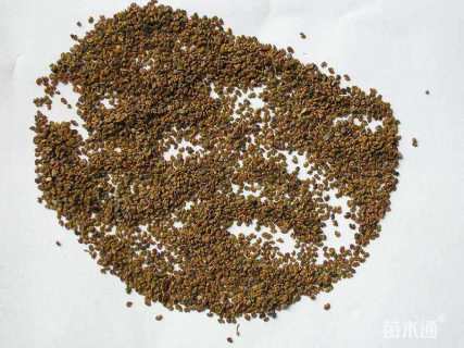 花草种子紫云英种子