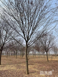 15公分榉树