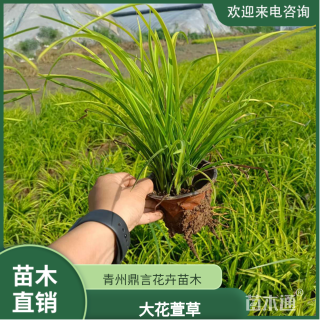 高度20厘米大花萱草